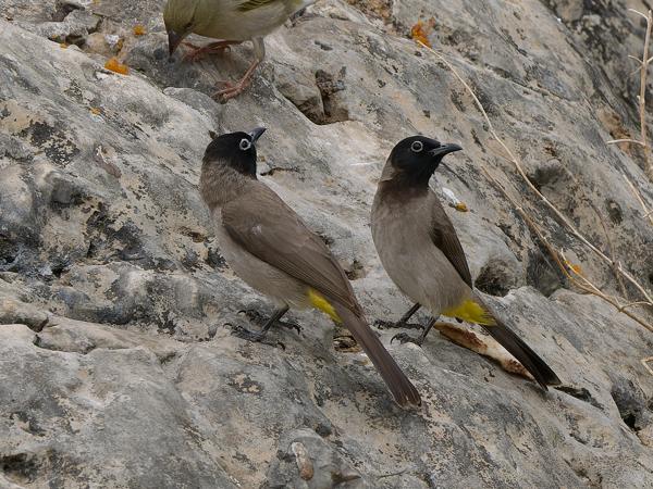White-spectacled bulbul (Pycnonotus xanthopygos)